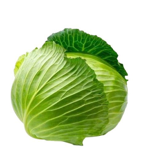 বাঁধাকপি 👉 Cabbage 🥬